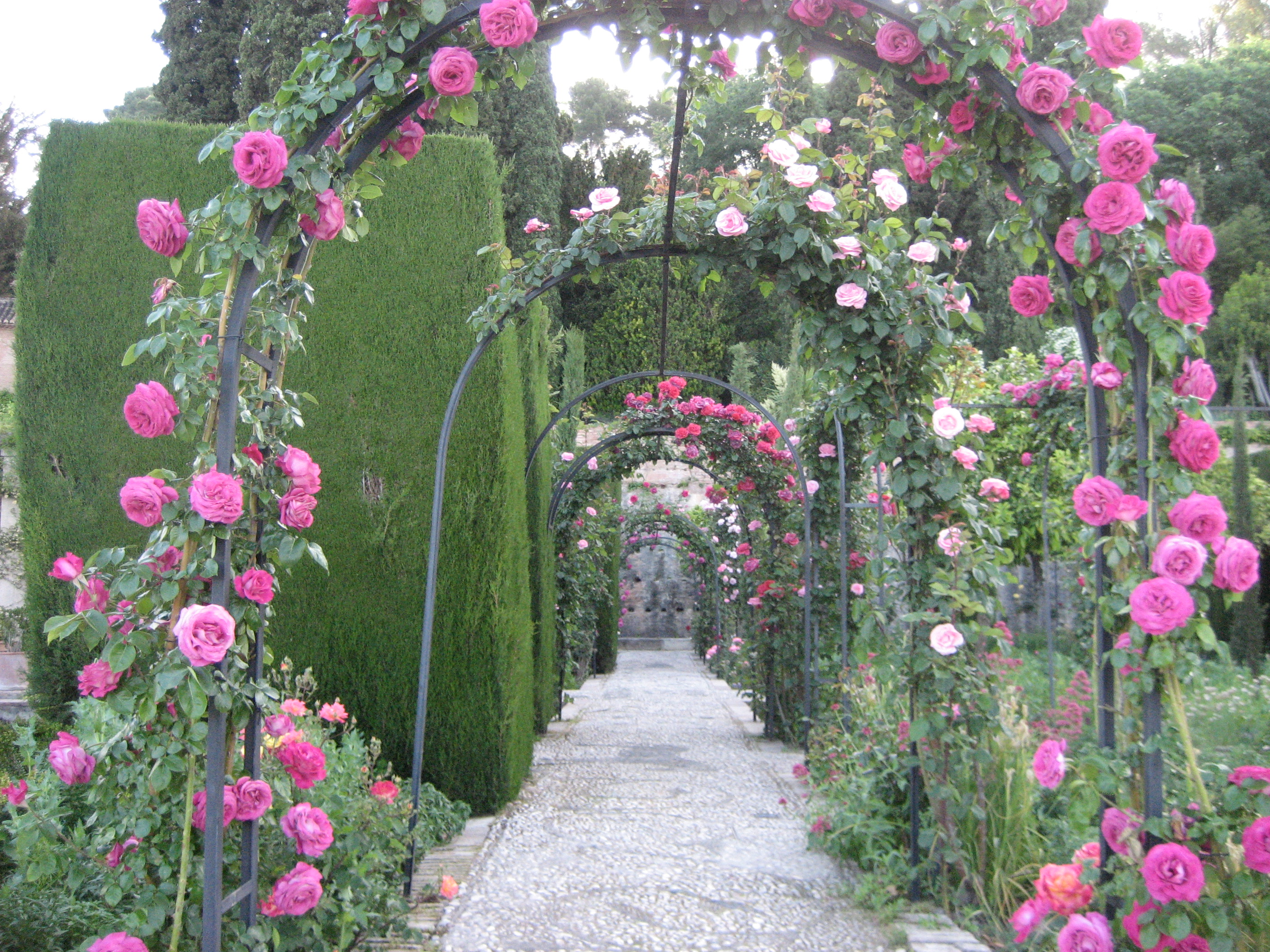 flowers