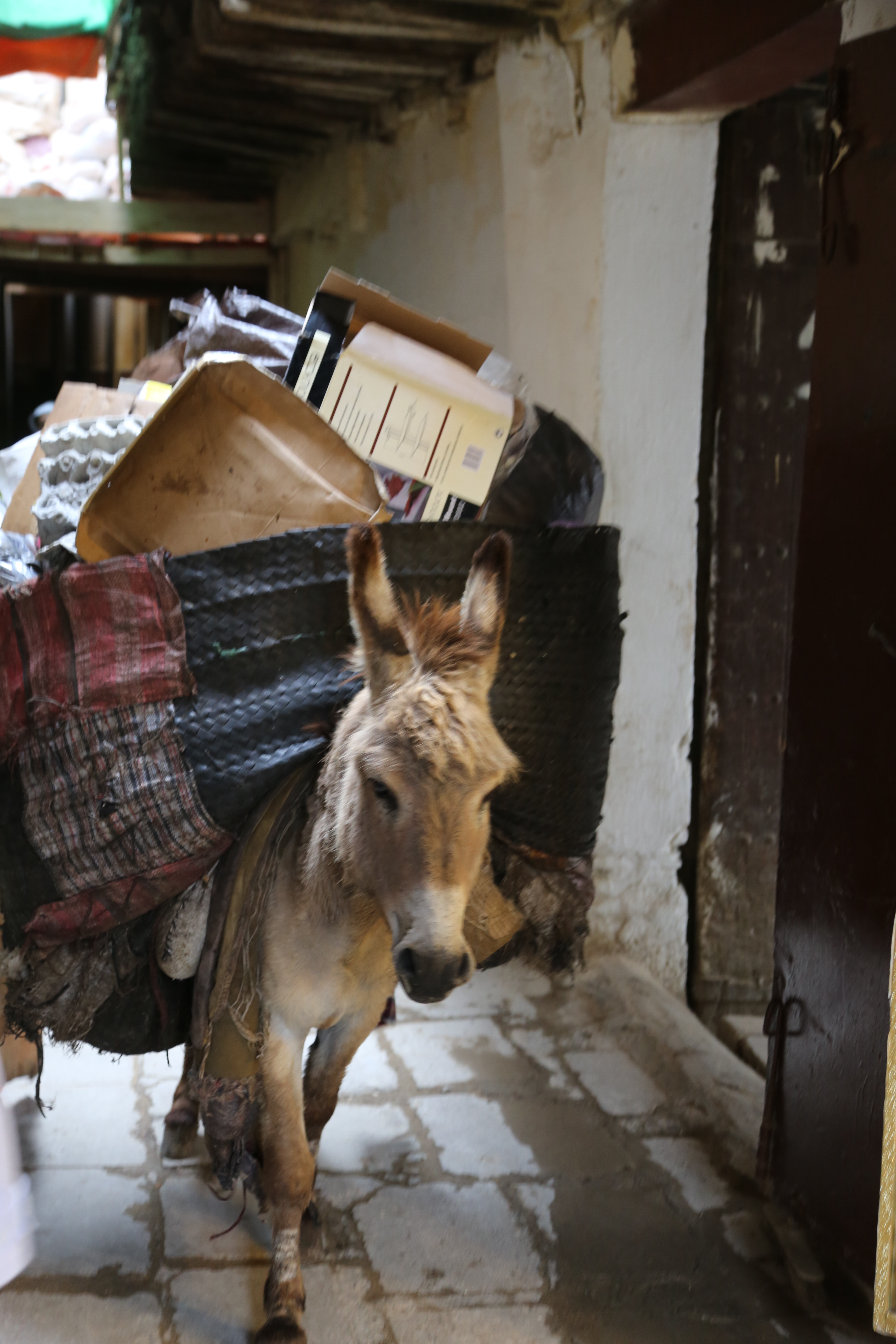 donkey