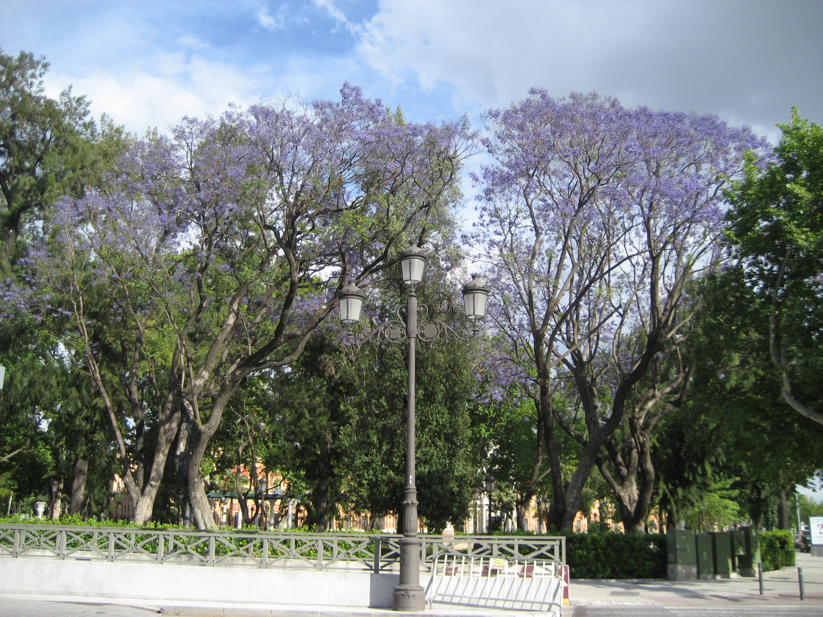 jacarando tree