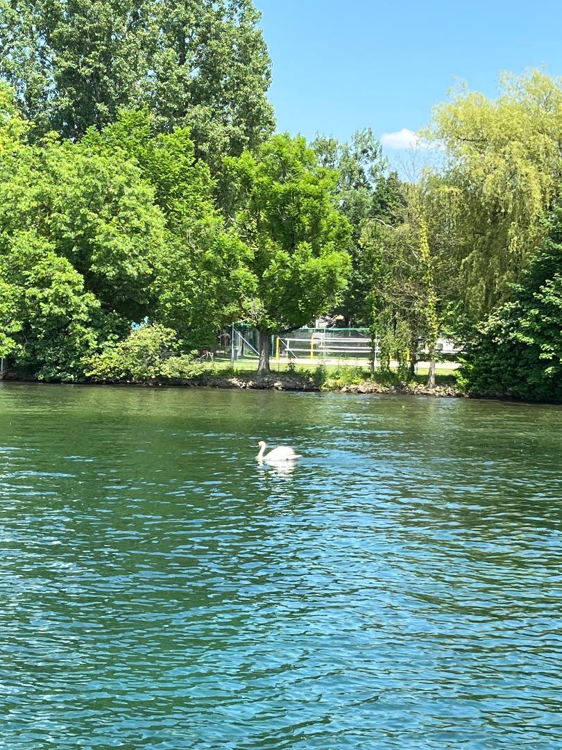 swan